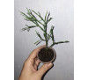 Хатіора солянковидна (Hatiora salicornioides)